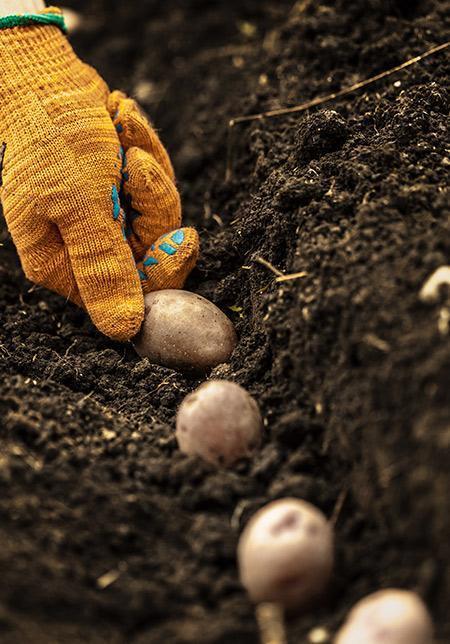 Gardening 2 WordPress Theme 52